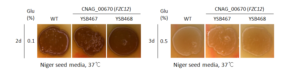 Melanin phenotype for CNAG_00670T1