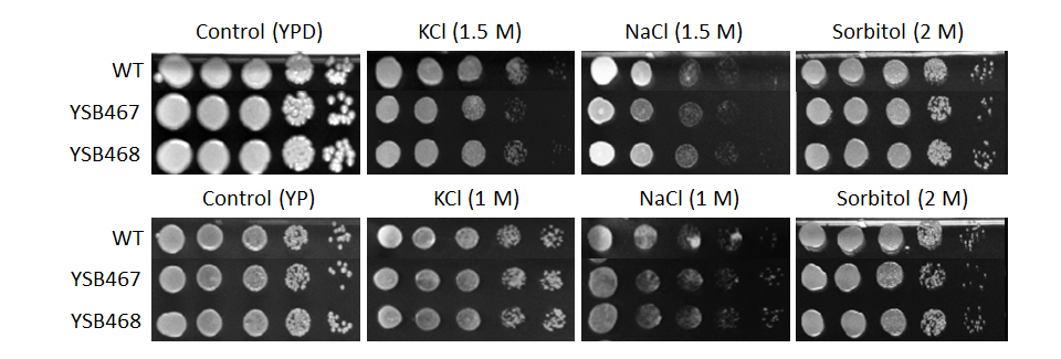Osmotic stress phenotype for CNAG_00670T1