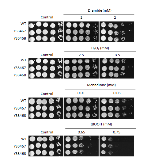 Oxidative stress phenotype for CNAG_00670T1