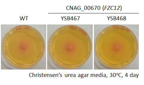 Urease phenotype for CNAG_00670T1