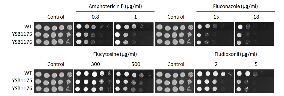 Antifungal drug susceptibility for CNAG_00791T0
