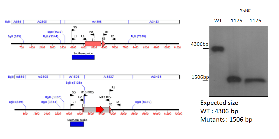 Gene disruption strategy for CNAG_00791T0