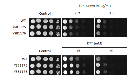 ER stress phenotype for CNAG_00791T0