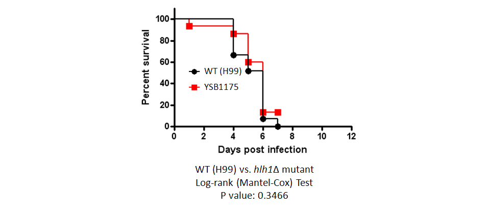 Galleria mellonella virulence data for CNAG_00791T0