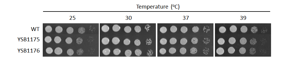 Growth phenotype for CNAG_00791T0