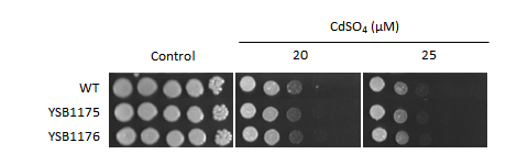 Heavy metal stress phenotype for CNAG_00791T0