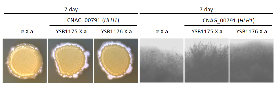 Mating phenotype for CNAG_00791T0