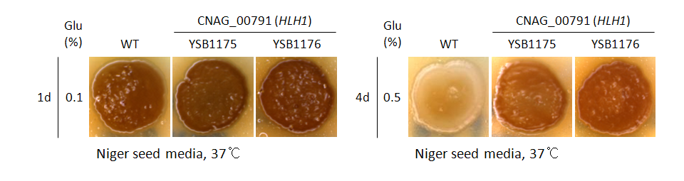 Melanin phenotype for CNAG_00791T0