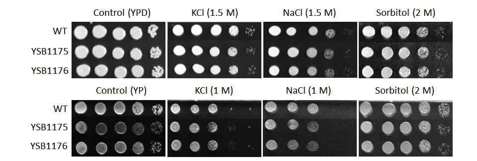 Osmotic stress phenotype for CNAG_00791T0
