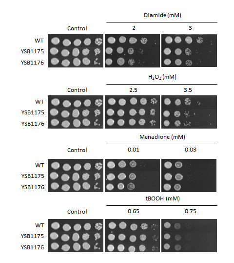 Oxidative stress phenotype for CNAG_00791T0