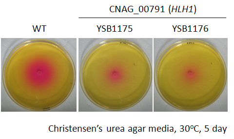 Urease phenotype for CNAG_00791T0