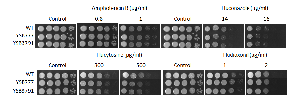 Antifungal drug susceptibility for CNAG_00830T0