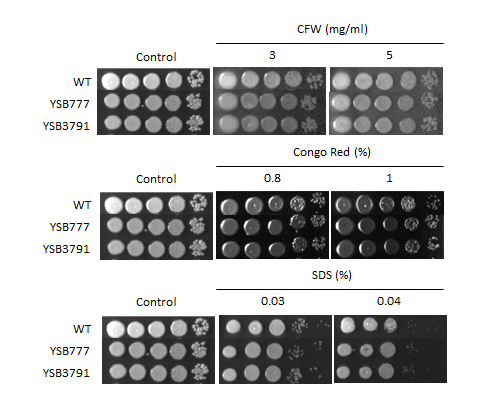Cell wall stress phenotype for CNAG_00830T0