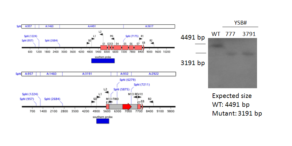 Gene disruption strategy for CNAG_00830T0