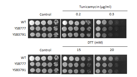 ER stress phenotype for CNAG_00830T0