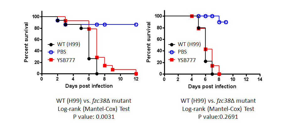 Galleria mellonella virulence data for CNAG_00830T0