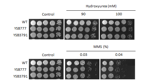 Genotoxic stress phenotype for CNAG_00830T0