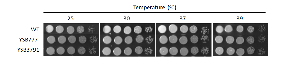 Growth phenotype for CNAG_00830T0
