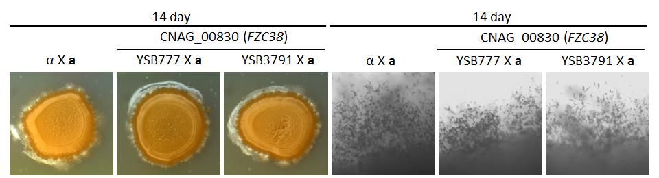 Mating phenotype for CNAG_00830T0