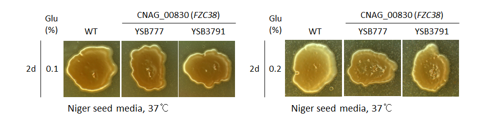 Melanin phenotype for CNAG_00830T0