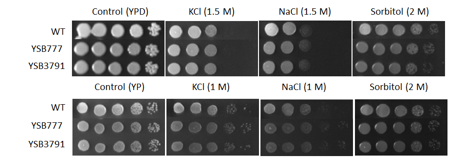 Osmotic stress phenotype for CNAG_00830T0