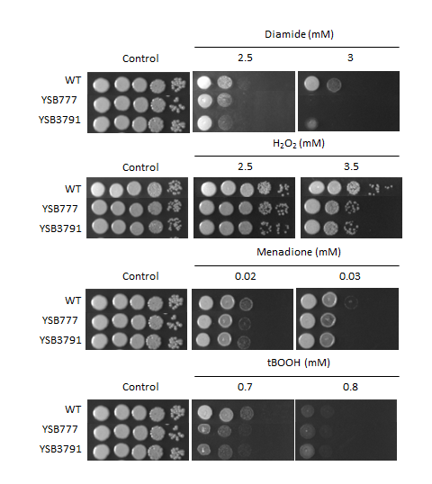 Oxidative stress phenotype for CNAG_00830T0