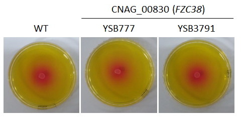 Urease phenotype for CNAG_00830T0