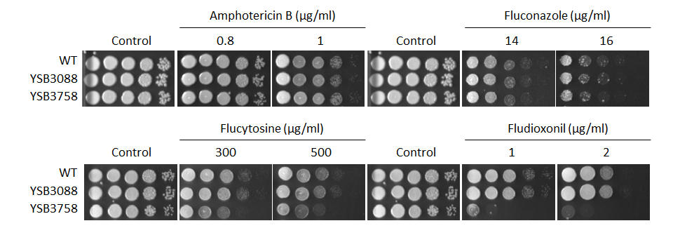 Antifungal drug susceptibility for CNAG_00841T0