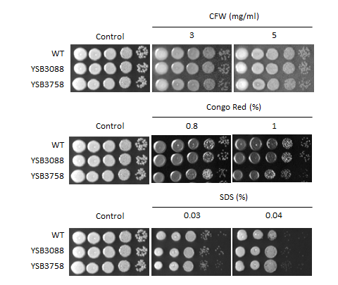 Cell wall stress phenotype for CNAG_00841T0