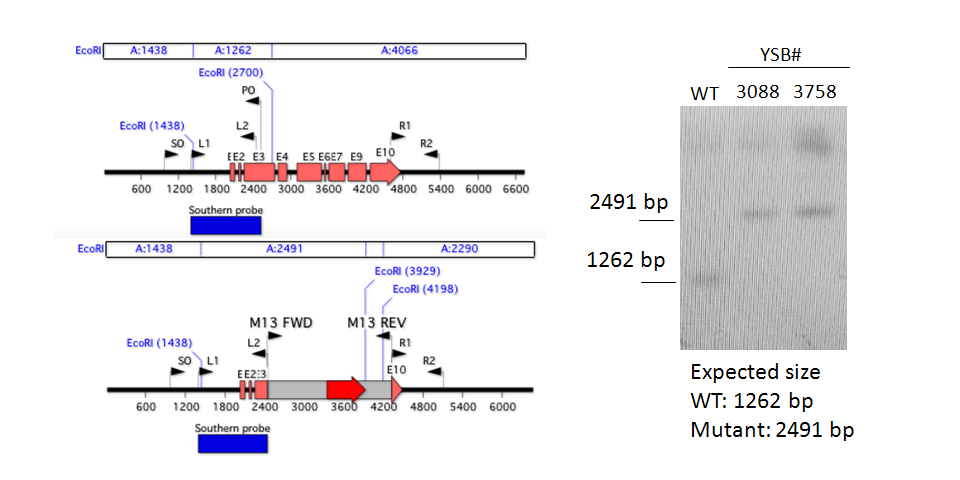 Gene disruption strategy for CNAG_00841T0