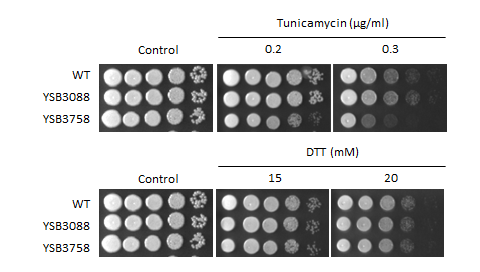 ER stress phenotype for CNAG_00841T0