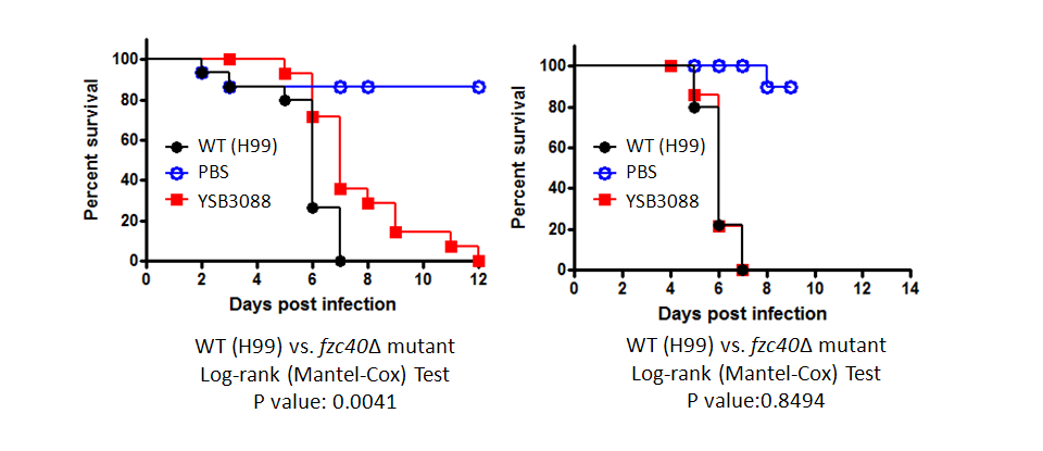 Galleria mellonella virulence data for CNAG_00841T0