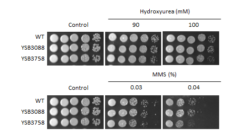 Genotoxic stress phenotype for CNAG_00841T0