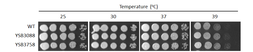 Growth phenotype for CNAG_00841T0