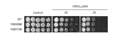 Heavy metal stress phenotype for CNAG_00841T0