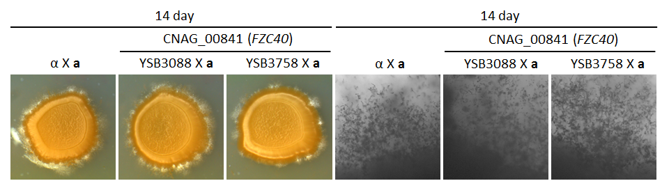 Mating phenotype for CNAG_00841T0