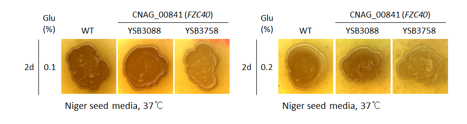Melanin phenotype for CNAG_00841T0