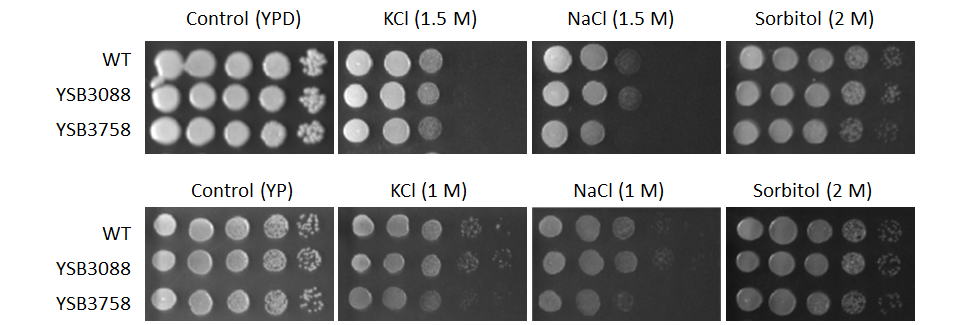 Osmotic stress phenotype for CNAG_00841T0