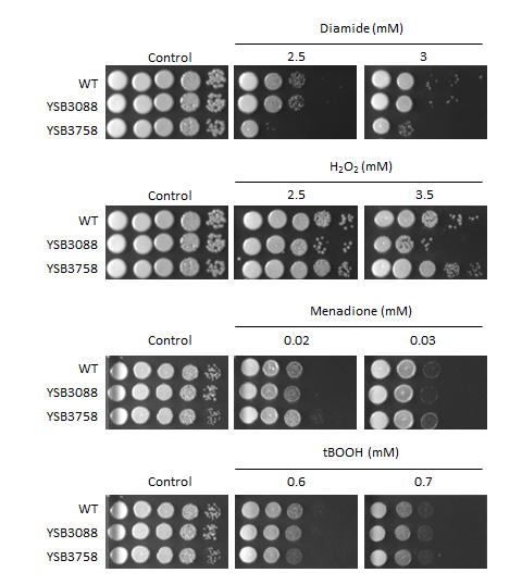 Oxidative stress phenotype for CNAG_00841T0