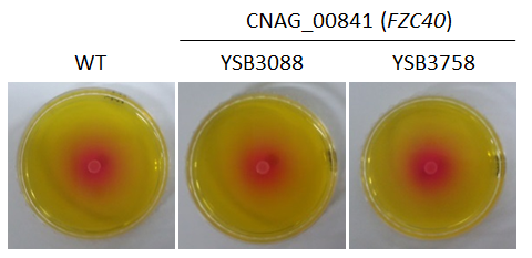 Urease phenotype for CNAG_00841T0
