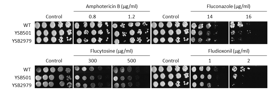 Antifungal drug susceptibility for CNAG_00896T0