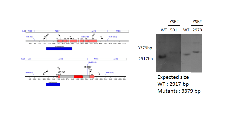 Gene disruption strategy for CNAG_00896T0