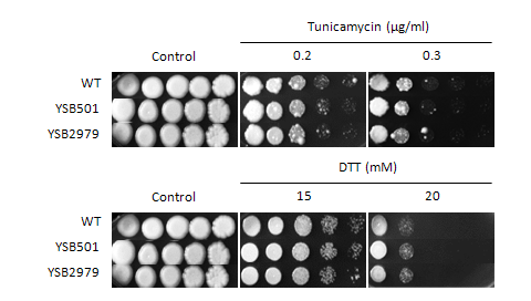 ER stress phenotype for CNAG_00896T0