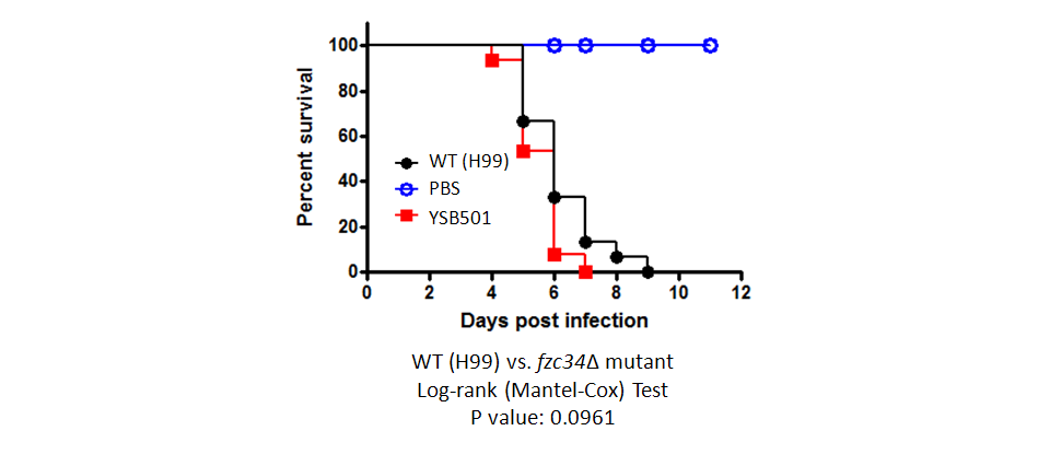 Galleria mellonella virulence data for CNAG_00896T0