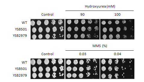 Genotoxic stress phenotype for CNAG_00896T0