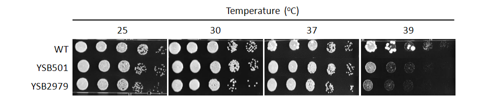 Growth phenotype for CNAG_00896T0