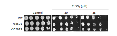 Heavy metal stress phenotype for CNAG_00896T0