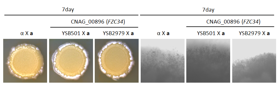Mating phenotype for CNAG_00896T0