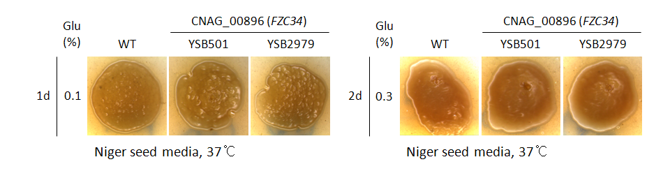 Melanin phenotype for CNAG_00896T0