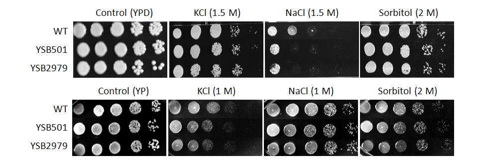Osmotic stress phenotype for CNAG_00896T0